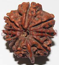 9 mukhi 27918 24.5mm
